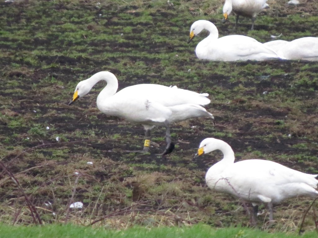 Whooper Swan, 'yellow ZIX' at Holmes, Lancashire this morning @KaneBrides @WWTworldwide #WhooperSwans