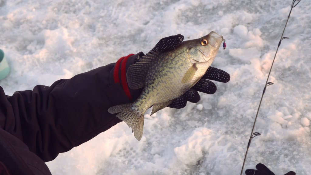 FishHandbook's tweet photo. Ice fishing requires light line with a small diameter, that is also extremely strong, in order to reel in some healthy fish. That's why @SunlineAmerica has created #FCIce, the most premium ice fishing line on the market. #Sunline #Fishing #IceFishing #Cold #Weather #Snow #Ice https://t.co/4lftKEFdBS