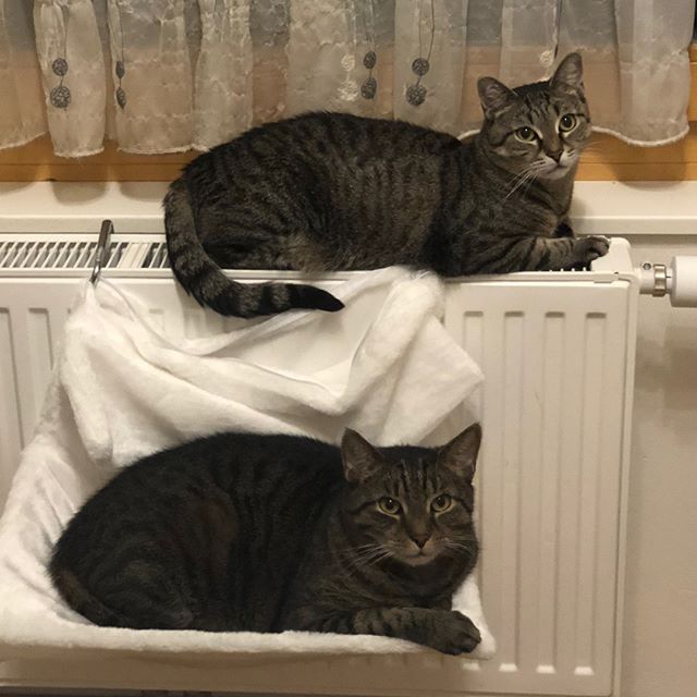Finariel's tweet photo. Hm ,... Aber ich hab doch nix getrunken?! Ich sehr doppelt ?! #cat #catsofintsagram
https://t.co/ShNPCBvmeO https://t.co/9WPbCQ85BV