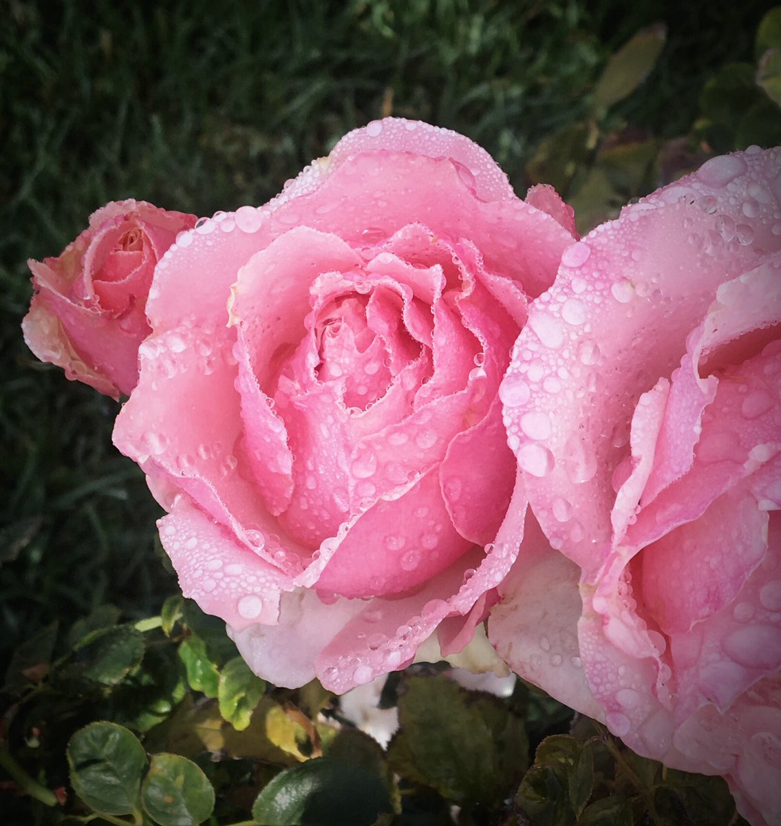 LizLeowHendry's tweet photo. Silly roses, it’s January. https://t.co/HLpvk5ud9e
