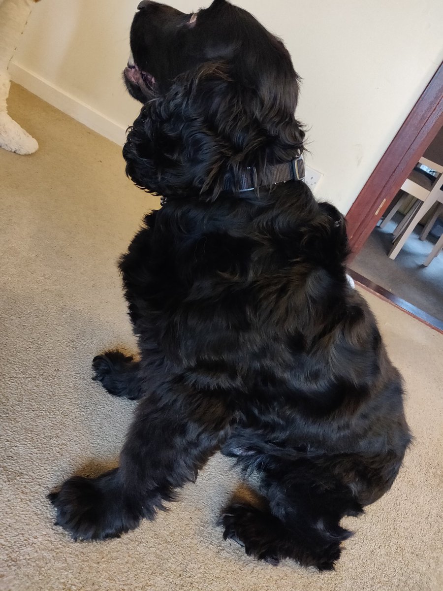 eiggster's tweet image. Today was haircut day for everyone. Gone from scruffy and fluffy to slim and trim... I bet the V.E.T will need to apologise to Dad 😇🤣🤣😂 #fatboyslim #tartandogs