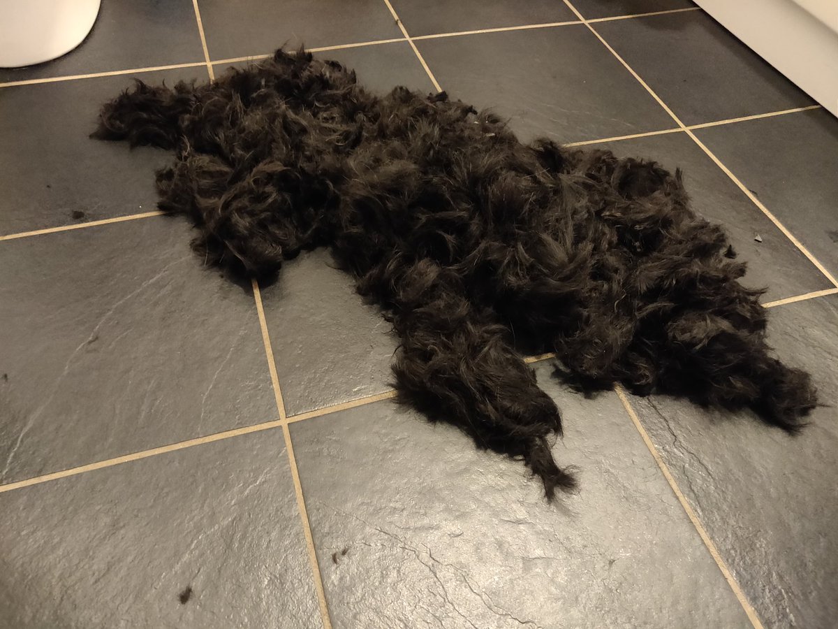 eiggster's tweet image. Today was haircut day for everyone. Gone from scruffy and fluffy to slim and trim... I bet the V.E.T will need to apologise to Dad 😇🤣🤣😂 #fatboyslim #tartandogs