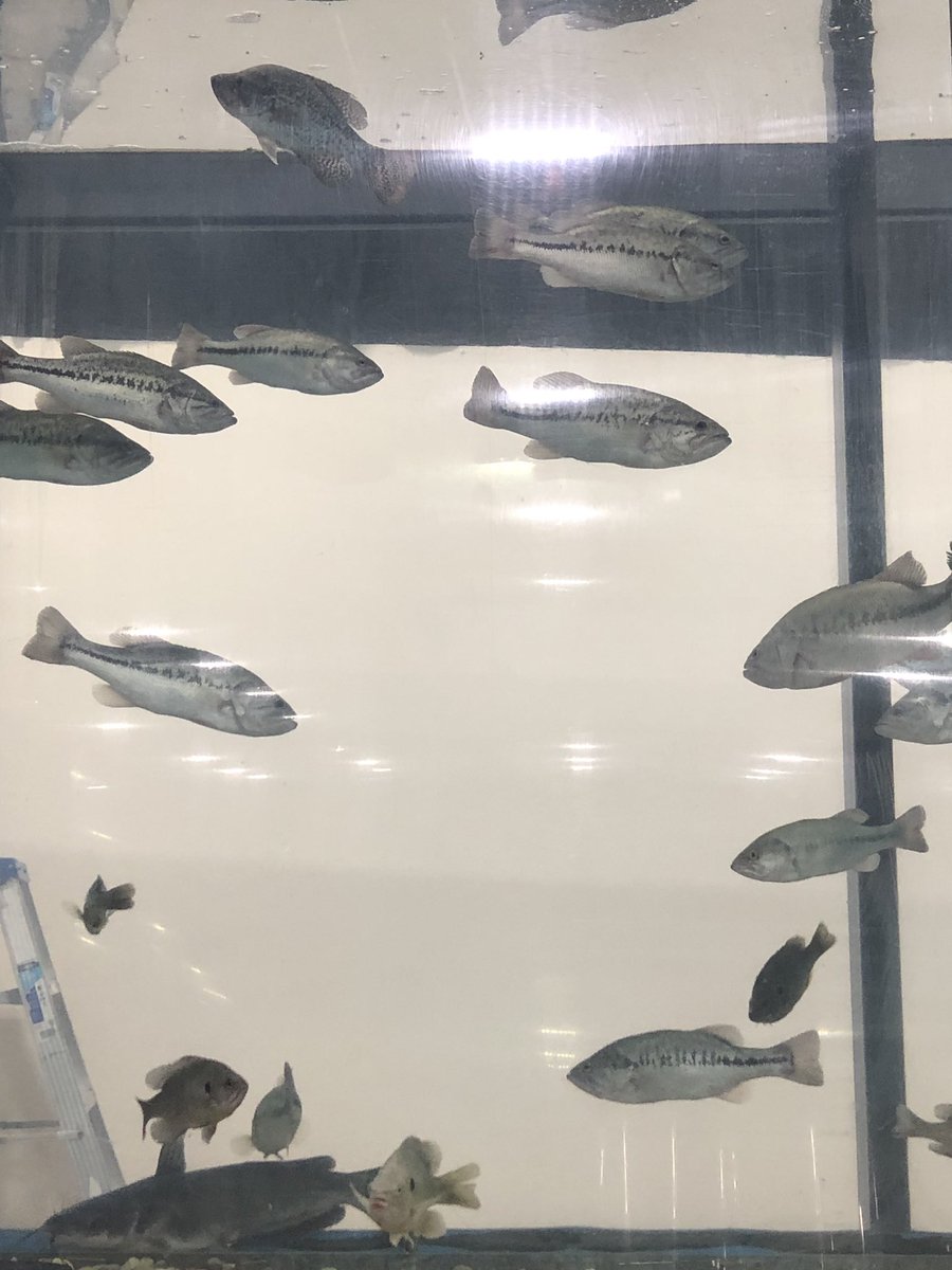 Come see us at the Ultimate Fishing Show Show in Novi, MI, before all these great deals are gone!! <a href="/TomMonahan10/">Tom Monahan</a> <a href="/gigem96r/">Ray Aguirre</a> <a href="/TheoTiong/">Theo Tiong</a> @OliviaLeGLM <a href="/GreaterLakesMkt/">Greater Lakes Market 🌊</a> <a href="/DemetrusHayes1/">Demetrus Hayes</a> <a href="/Samer_Kawash/">Samer Kawash</a> <a href="/shawnglinski/">Shawn Glinski</a> <a href="/fjdevereux/">Fred Devereux</a>  #PaintCentalBlue #PowerCentral #WeAreGLM #attemployee