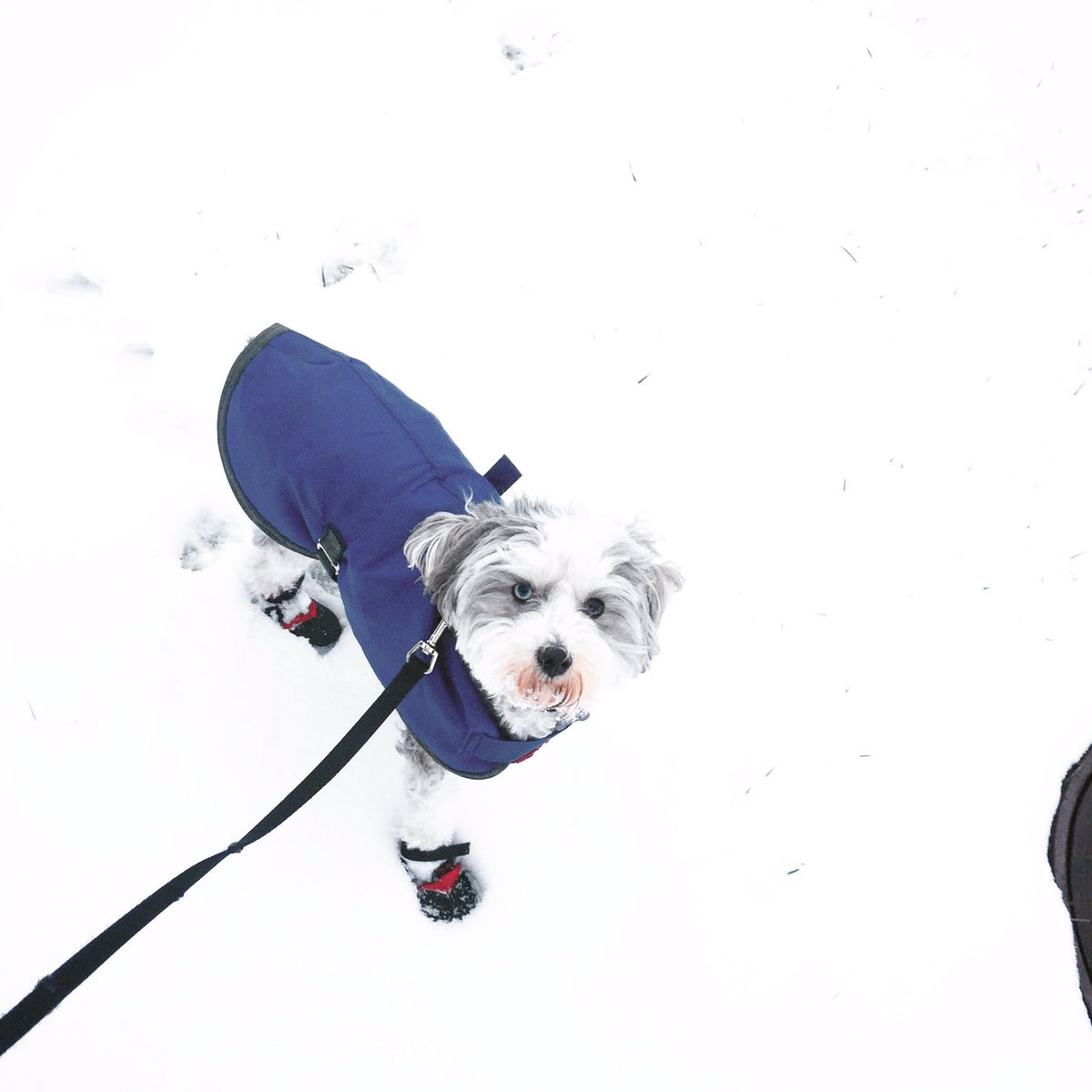 AmyBuchanan18's tweet photo. Merylβs first #snow ~ This time last year she was still a snowbird in Florida before the rescue claimed her. #whatdis βοΈπΆ
#lexingtonkentucky #sharethelex #igerslex #firstsnowfall #aussiedoodle #rescuedogs https://t.co/qnWcmMQOh6