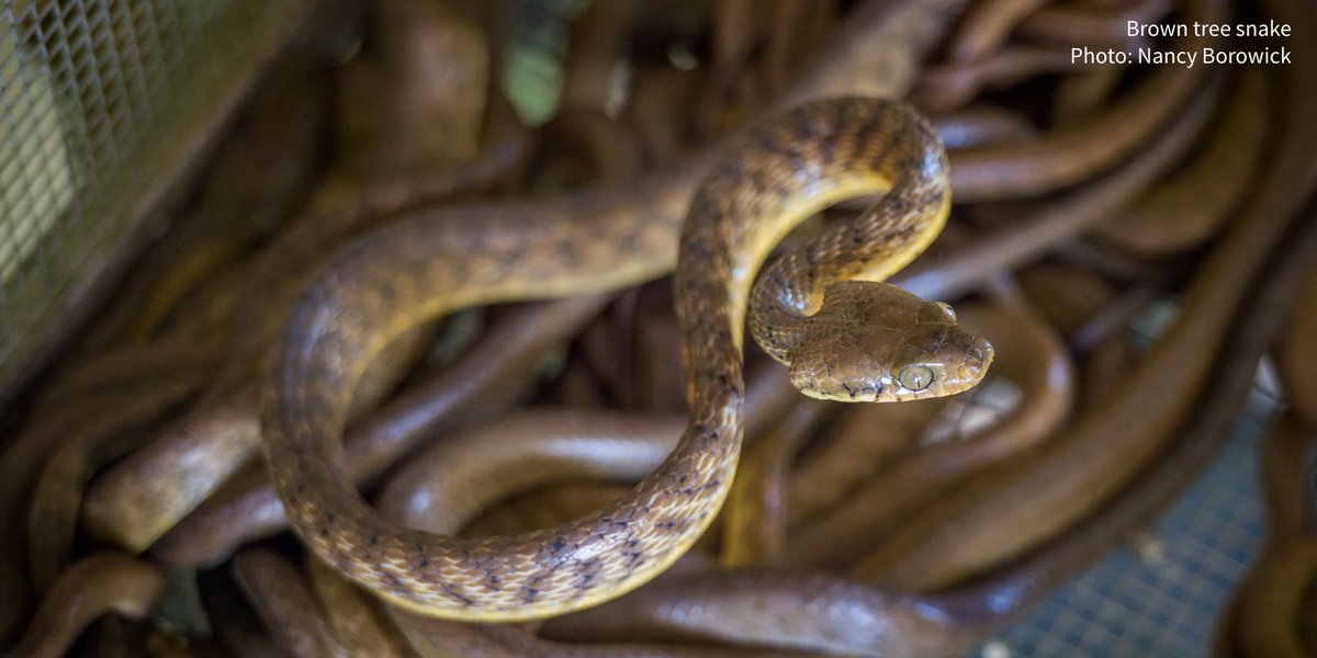 Audubon Society On Twitter The Invasive Brown Tree Snake Wiped