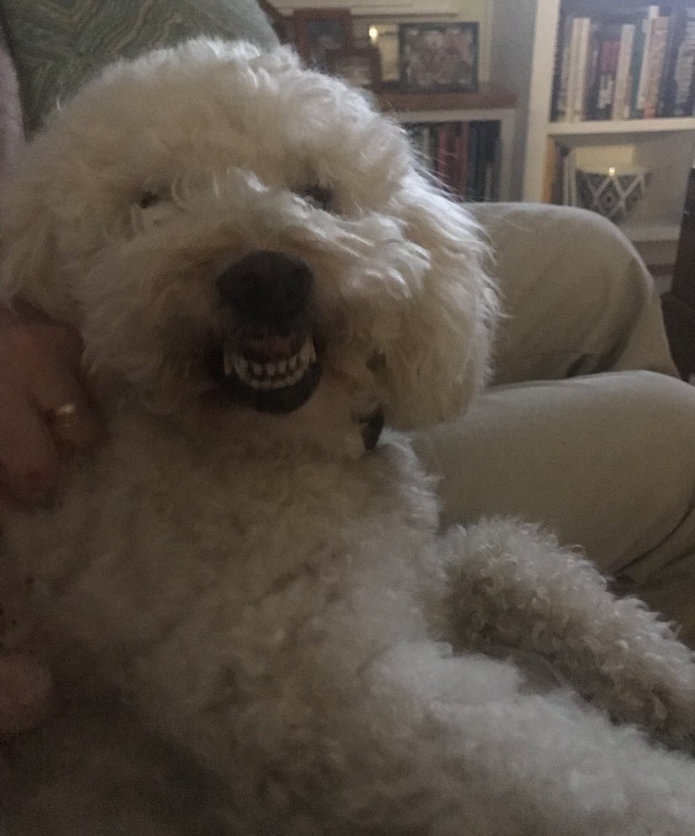 shopbizzylizzy's tweet photo. Is this a smile or a growl?? Tell us what you think! #dogsofinstagram #puppy #smile #teengirls #BizzyLizzy #shopbizzylizzy #girlsbestfriend https://t.co/7XgkqW6iF4