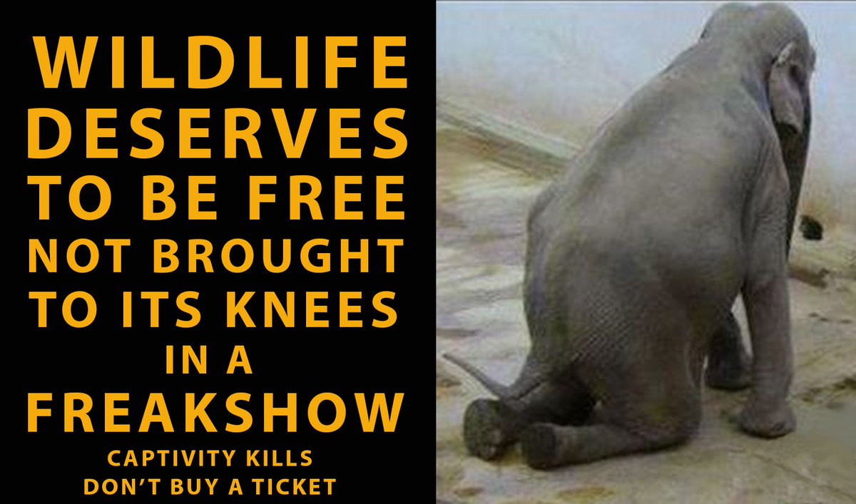#CaptivityKills slowly but as sure as a bulletπ
The psychological torture all wild #animals suffer in captivity is criminal ππ
Please #DontBuyATicket to #AnimalAbuseπ€
Every trick is taught by torture!
Please support @BornFreeFDNππ
@RickyGervais @Protect_Wldlife @BellaLack
