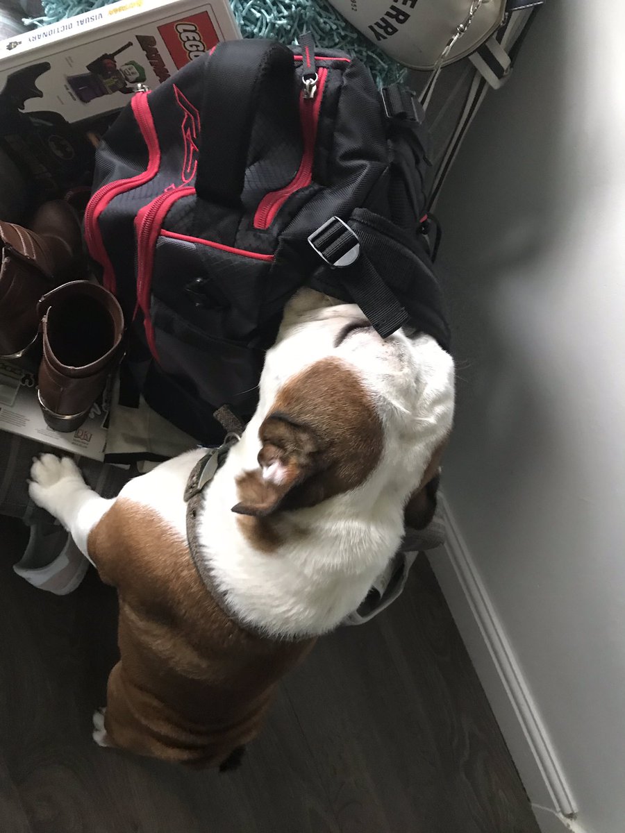 bulldog_harry's tweet photo. Thanks to me good mate @DaveWebb_2011 for keeping #SilverThunder on the road for me dad to be able to take me to park and #LittleSwitz safely. An extra bonus is I have a new #ChewToy #HarryEatingDavesBag #WoofWoof https://t.co/KKR7hFnFJR