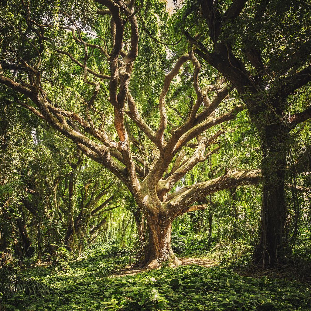 FAO's tweet photo. 🌳🌲 Forests do more for us than we realize. 

They clean our water and filter our air, and they provide food, medicine and fuel for more than a billion people worldwide. 

The 7 secrets that #forests have been keeping from you 👉 https://t.co/dzCKWowrS9 https://t.co/pDROv1PQPW