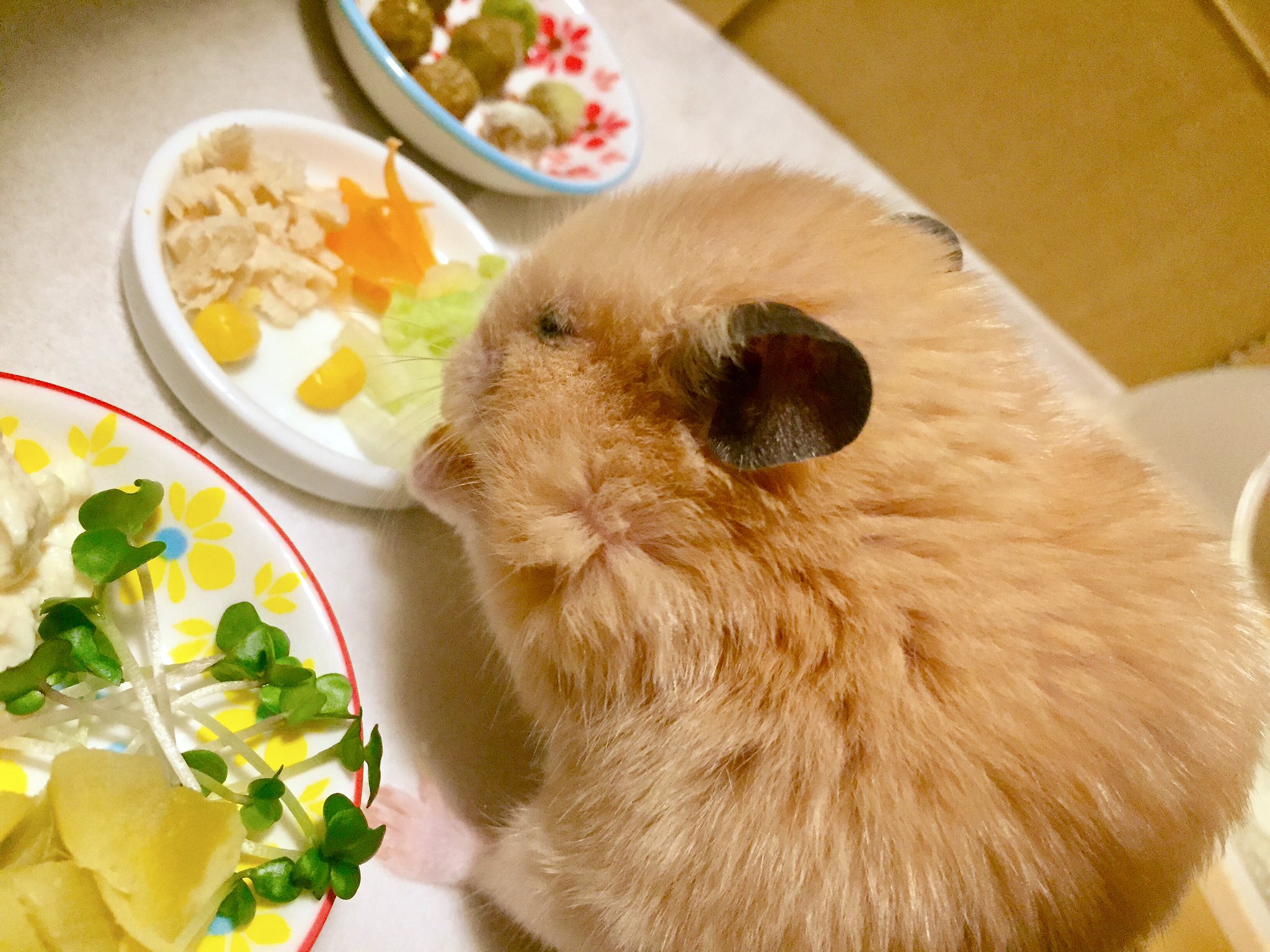 ハムスター パシャ 1月12日 115g 白菜 トウモロコシ にんじん スプラウト ササミ 豆腐 スプラウト さつまいも 離乳食 かぼちゃとさつまいも 乳酸菌タブレット ペレット団子 ハムスターフード 粉ミルク ワンラック