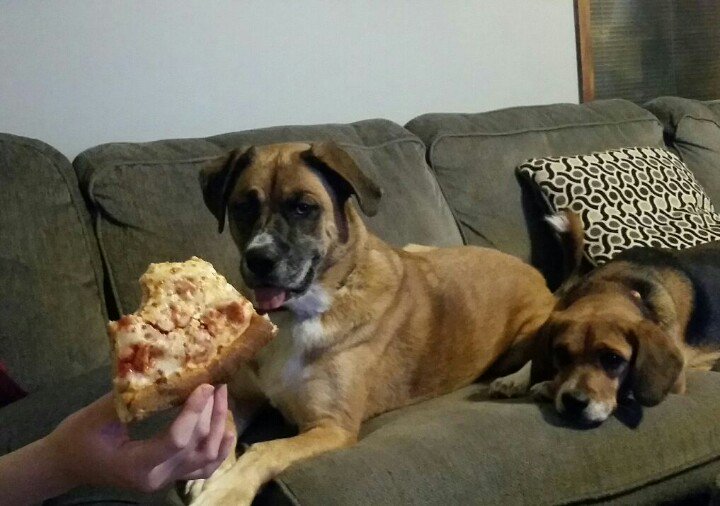 jackson_curve's tweet image. #PizzaDogs