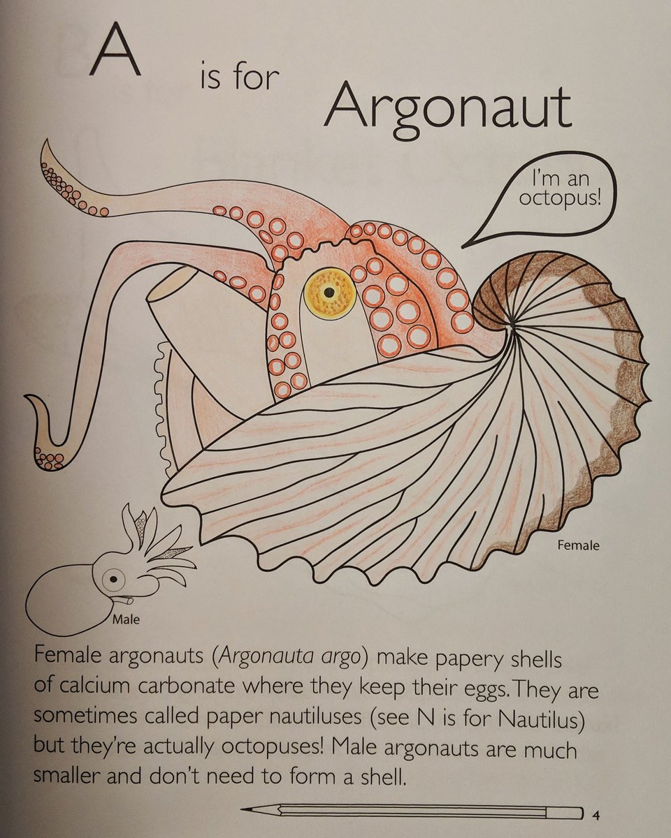 A page out of the coloring book depicting a female Argonaut, which is large, and a male, which is tiny. inexpertly colored by me.