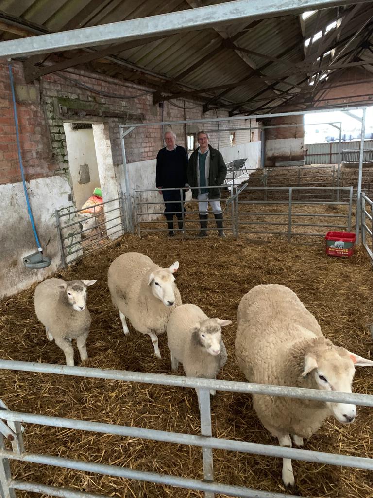 Fascinating visit to EasyRams near Ellesmere, introducing advanced New Zealand genetics to reduce costs and improve profitablity of the UK sheep industry