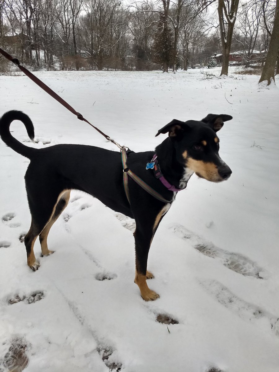 SevenTheMutt's tweet photo. Snow doggo π #LouSnow https://t.co/wrXhFQxnqz