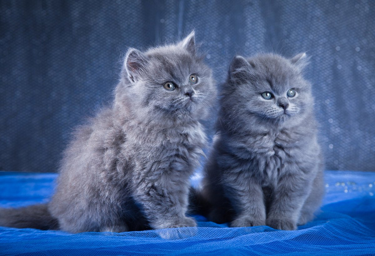 ♡♡♡💙♡♡♡