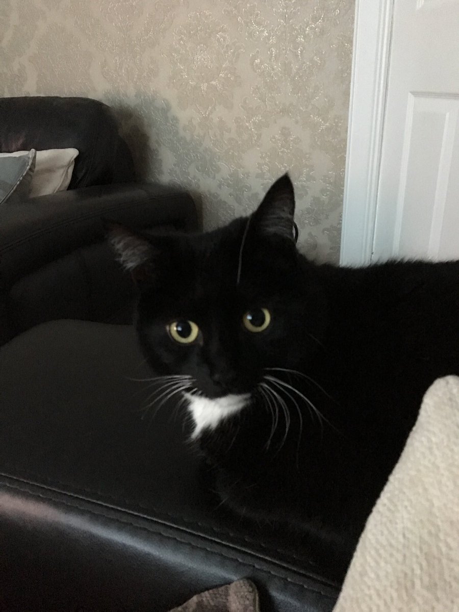 wee_ca's tweet image. #Rosie #caturday #toocute