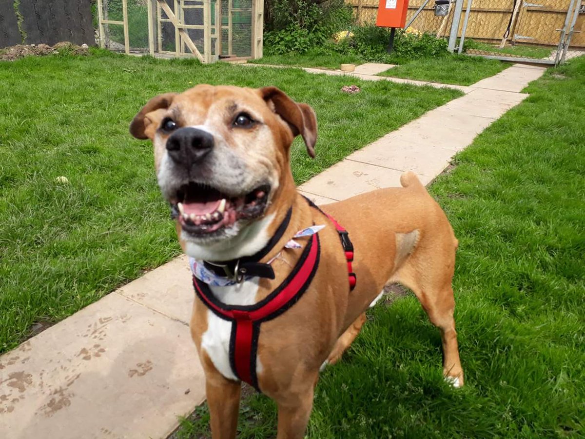 RSPCA_NewportAC's tweet photo. * FOSTER HOME WANTED *
Benjamin is special, he is an 11yr old golden oldie. He's still active, enjoys squeaky toys & is the most loving boy who thrives on fuss & attention.
If you could offer him a foster home, email newport@rspca.org.uk
#findeachother #findapet #adoptdontshop https://t.co/sZ6Ud6j8b5