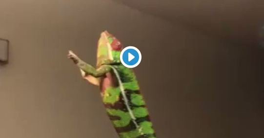 eenadulivenews's tweet photo. ఊసరవెల్లి బుడగలాట చూశారా?
https://t.co/JLoaMZEdlS
#Chameleon #CatchingBubbles #ViralVideo #12012019 https://t.co/MTPmwEiM43