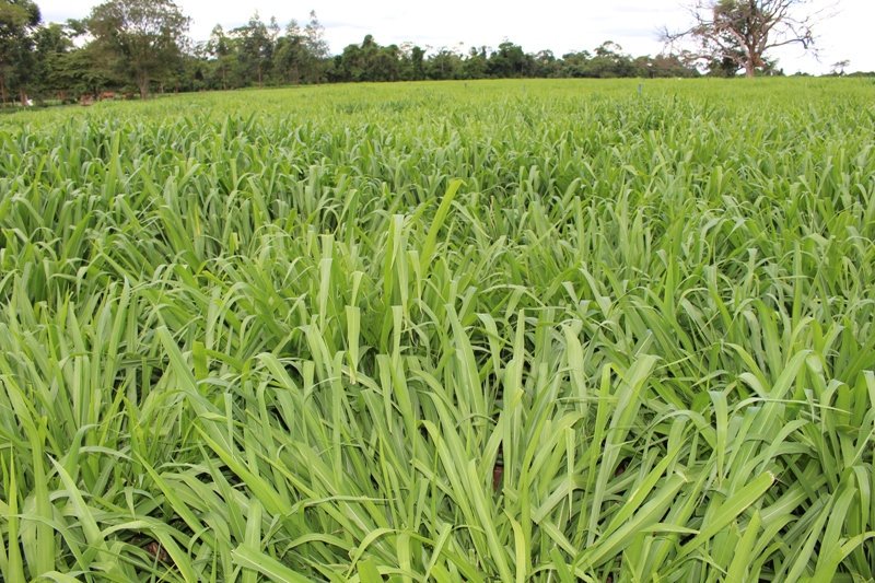 NorteAgroTO's tweet photo. Pesquisa aponta que eficiência da adubação nitrogenada da pastagem depende de condições climáticas https://t.co/1uDreIkh64 #NorteAgroTO #agronegócio #agropecuária #agricultura #pecuária #pastagem #forrageira #pesquisa #Embrapa @embrapa https://t.co/Q6mvei6qLQ