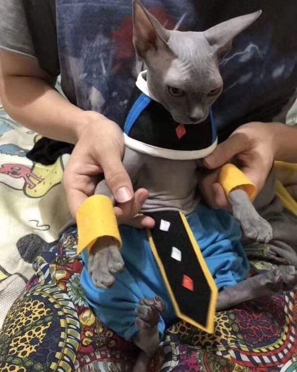 Found Beerus. 😂😂