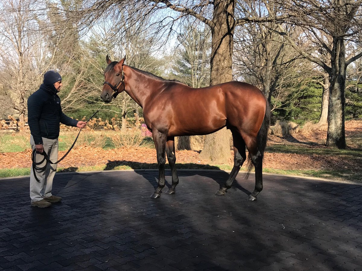 barrett_roddina's tweet photo. American Pharoah ... 2 triple crown winners .. https://t.co/YKaLm9VV3U