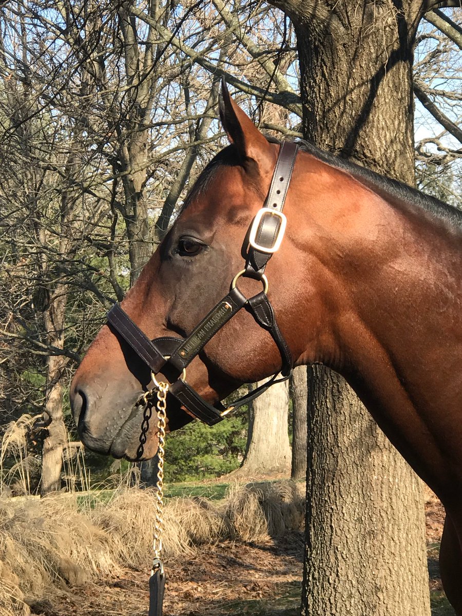 barrett_roddina's tweet photo. American Pharoah ... 2 triple crown winners .. https://t.co/YKaLm9VV3U