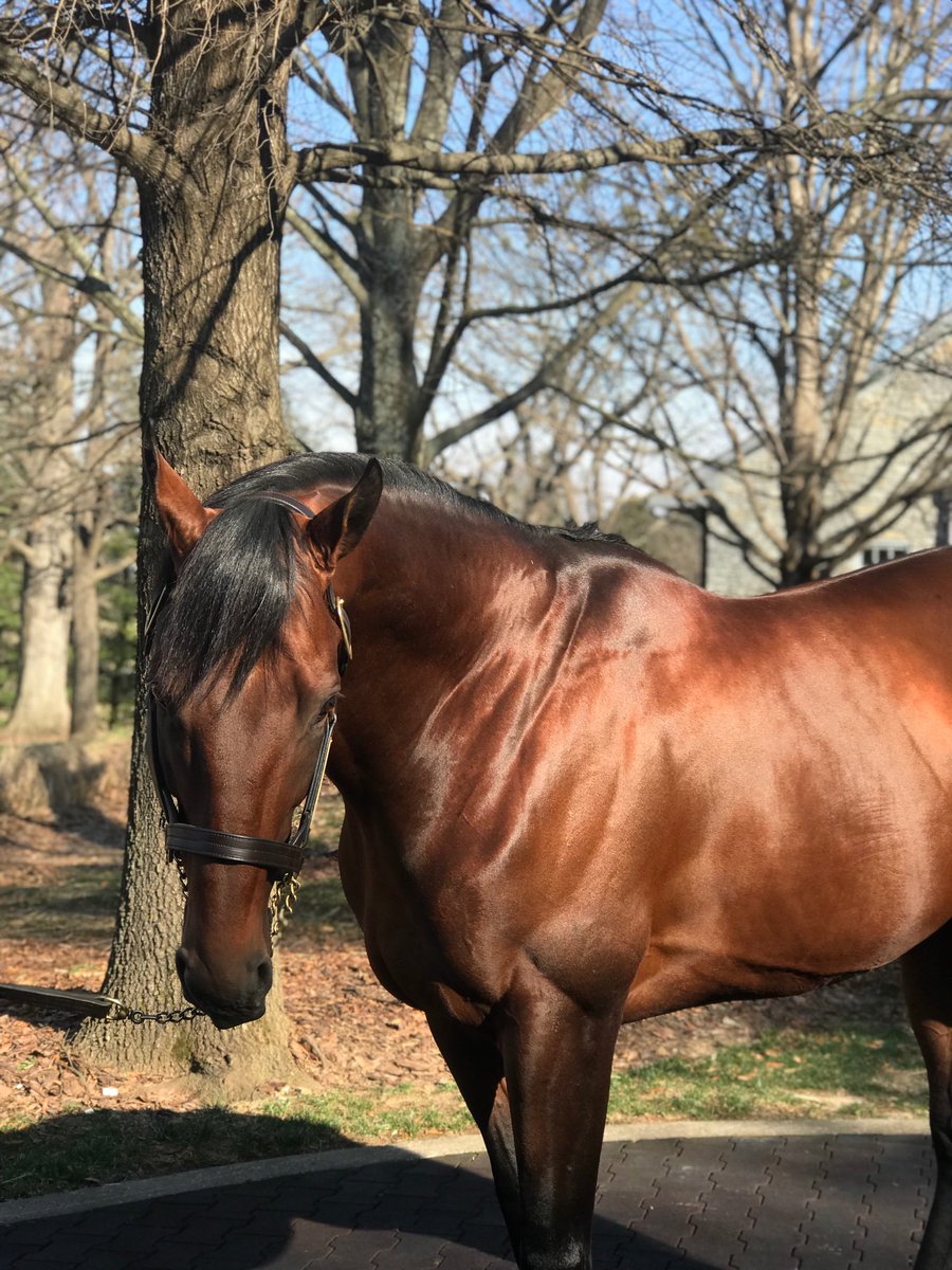 barrett_roddina's tweet photo. American Pharoah ... 2 triple crown winners .. https://t.co/YKaLm9VV3U