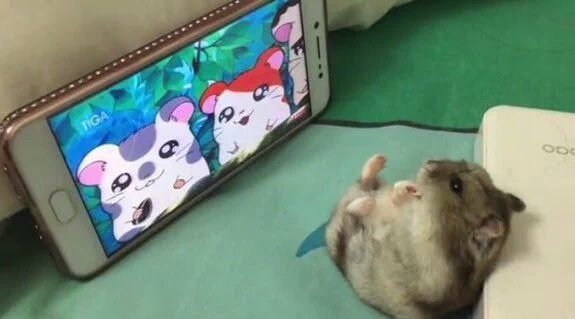 ilovefofuras's tweet photo. https://t.co/h5jPuNdyEi