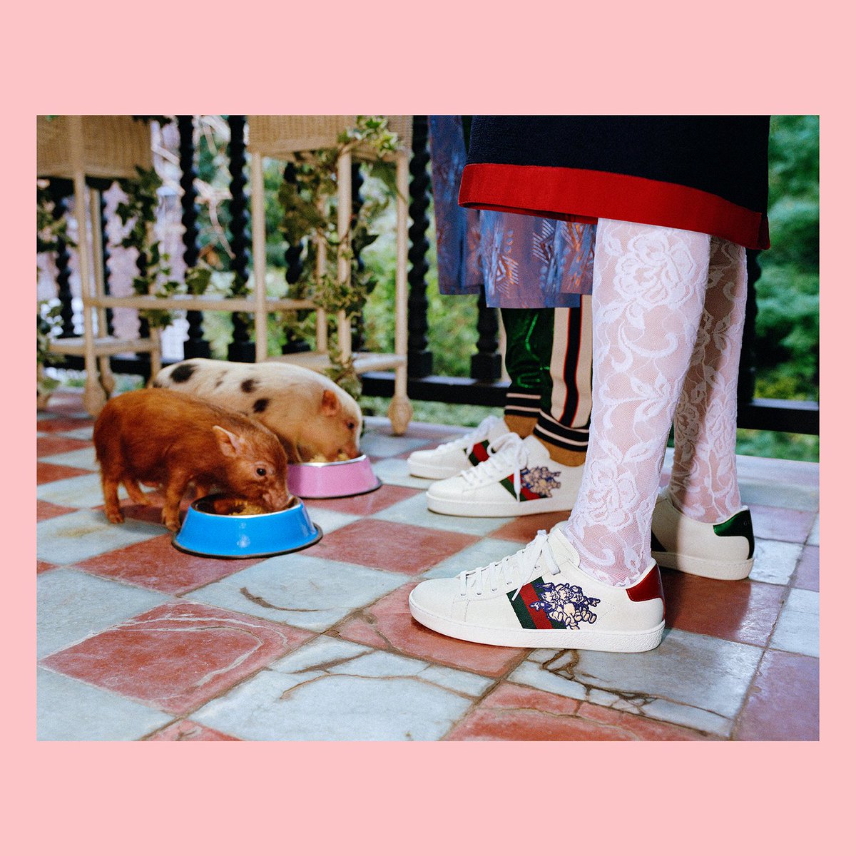 gucci sneakers pig