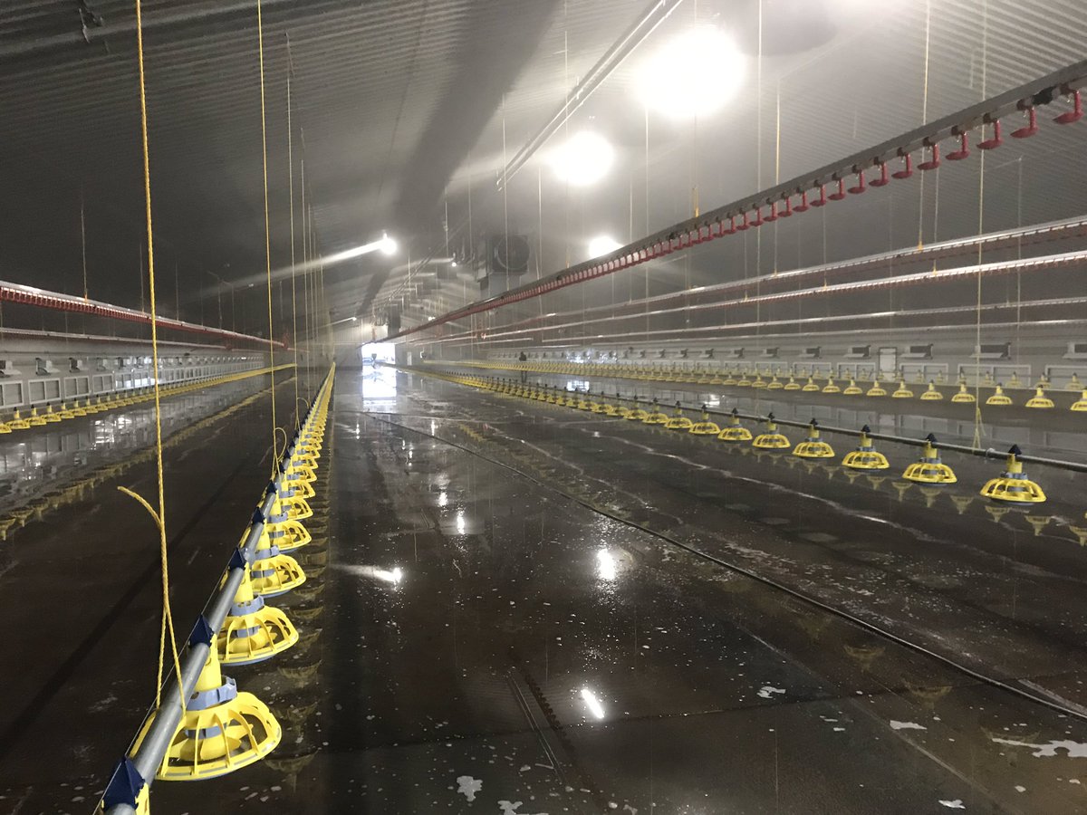 _PrecisionClean's tweet photo. Coming to the end of washing some very impressive #broiler sheds for @farmerdan53. Very well thought out and a a credit to all involved in the design, build and upkeep. We look forward to returning in 8 weeks. @CollinsonAgri @Morspan @draperVENT  #farming #hygiene https://t.co/FE2NP9geTr