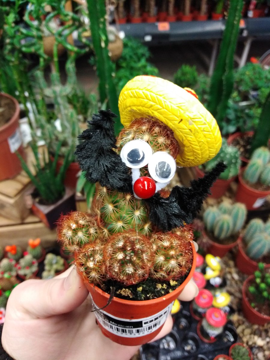PolyakAniko's tweet photo. Január 12.
Nem nagyon szeretem, ha szegény növényeket befújják vagy ráragasztanak minden vackot, de ez feldobta a napom. 🤔😅
#napihepi https://t.co/1wpfPJUdUE