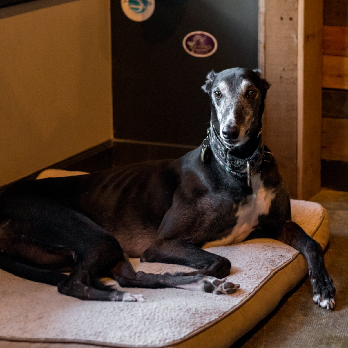 drafthouselkn's tweet image. When they said hair of the dog will help after a long night out, is this what they meant?