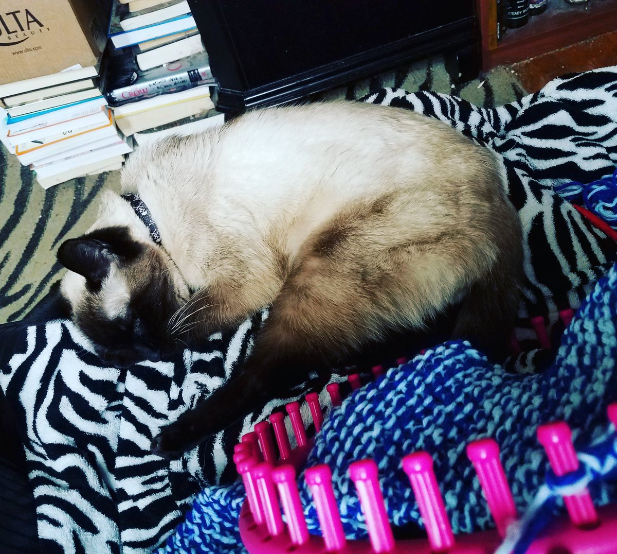 LuciferFlowers's tweet photo. Knitting with Athena! #caturday #catsofinstagram #catslife #catfriend #catlover #catlady #catcuddles #meezer #meezerlife #meezersnuggles #meezerlove #siamesecats #lapcatsofinstagram #lapcat #knittersofinstagram #knitscarf #knittingaddict #knitting #knittingloom #knitter https://t.co/iSVbVSnsMP