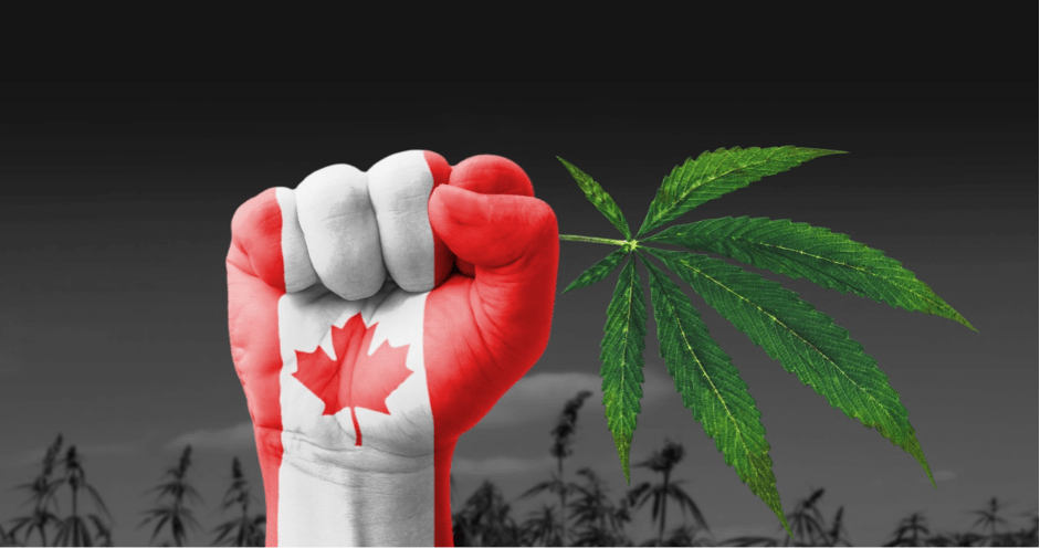 VeloxTrade's tweet photo. Can Marijuana Benefit Longer Life for the User https://t.co/QhDahBQzJ2 #medicalmarijuana #canakush https://t.co/5Yk7xnXSBG