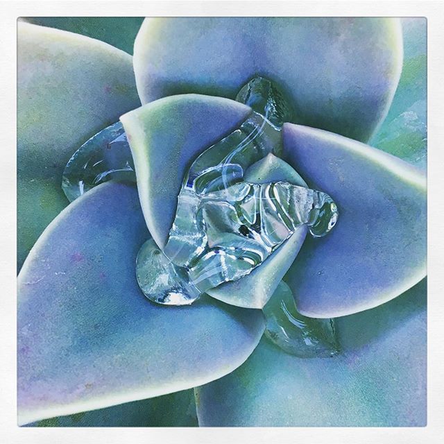 #rain water collects in the garden somewhere in #novato bit.ly/2AI4nZT