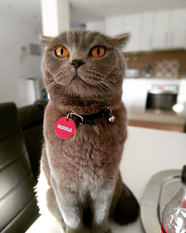 RonaldAndMarley's tweet photo. 🐱💭If you can’t handle me at my low angle double chin photo🤳, then you don’t deserve me at my plumpy face angle👁👀🦁🦍🦜🐿🐲🐾 #meow #miau #caturday #weekend #britishcat #britishronald #britishmania #britishlovers #bluebritish #bluebritishshorthair… https://t.co/6iPPlKmpPk https://t.co/VlU3JFN0uL