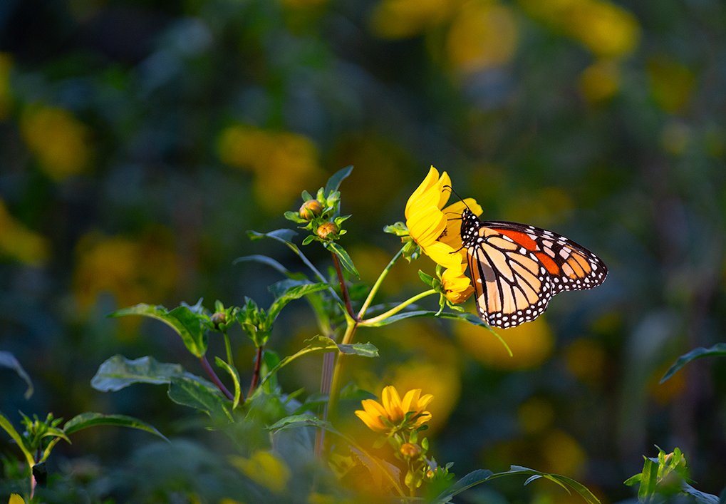 nattygur's tweet image. Where to discuss Non-Deterministic and non-linear management approaches? - ongalaxies.com/2019/01/12/whe…

#NonDeterministic and #NonLinear #management approaches and systems are essential for the future of the organization in an ever-growing complex world. 

#FutureOfOrganization #HR