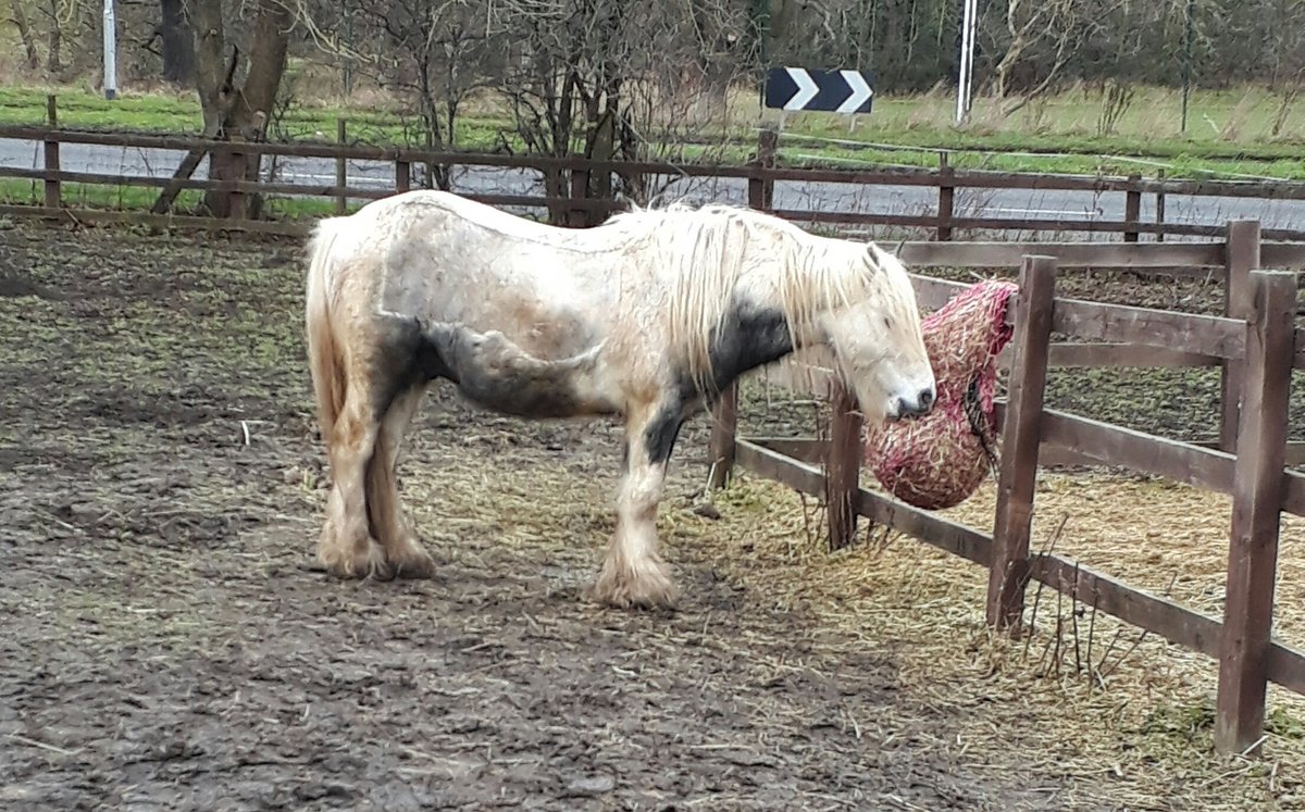Tino is out and about with his friends. He has recovered well from his operation ❤ #hopepastures #tino #Leeds
