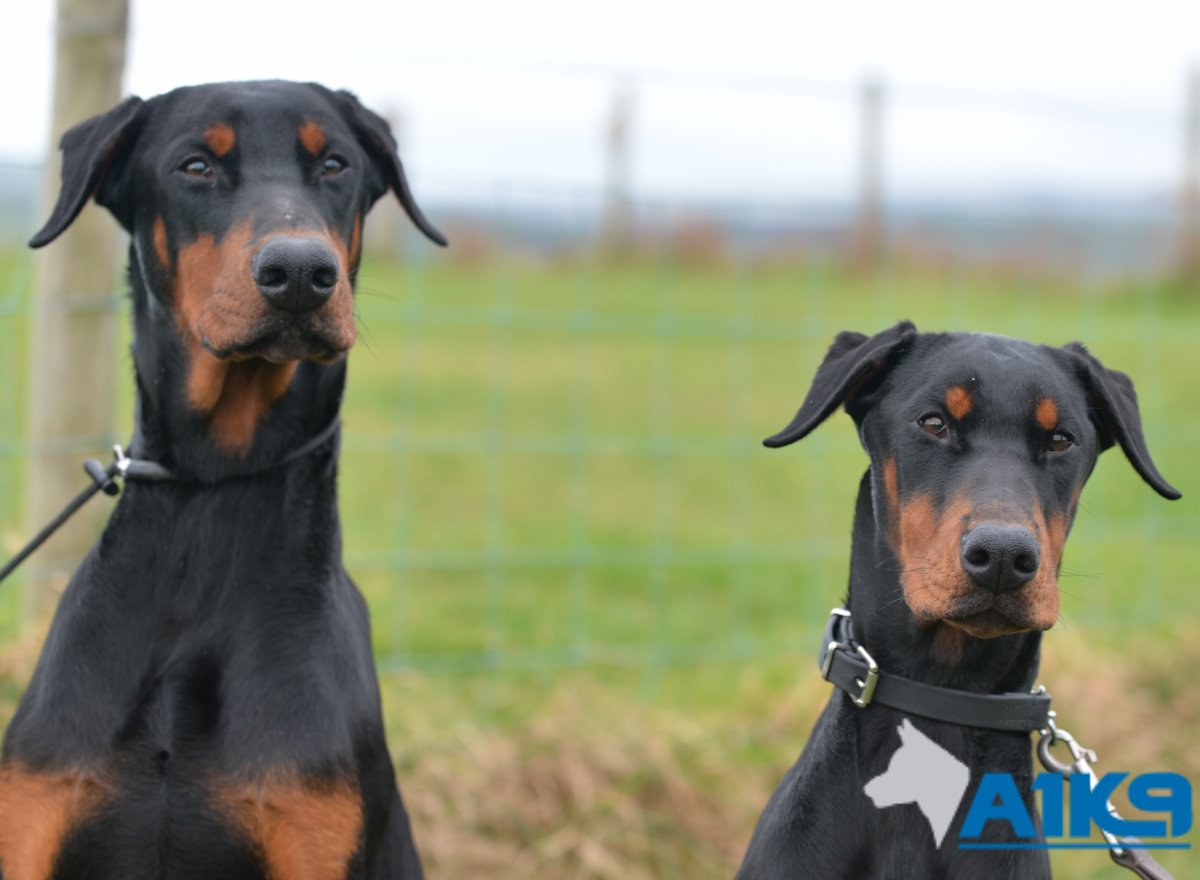 A1K9DOGS's tweet photo. Dobermanns Zeus and Polly return home after their 4 week #A1K9 #ResidentialDogObedienceTrainingCourse. Their owners were #OverTheMoon with the results as they now have #ObedientDogs!
Looking for more control over your #CanineCompanion check out https://t.co/xwhv2UbtwJ https://t.co/Jr2o2dCEZW