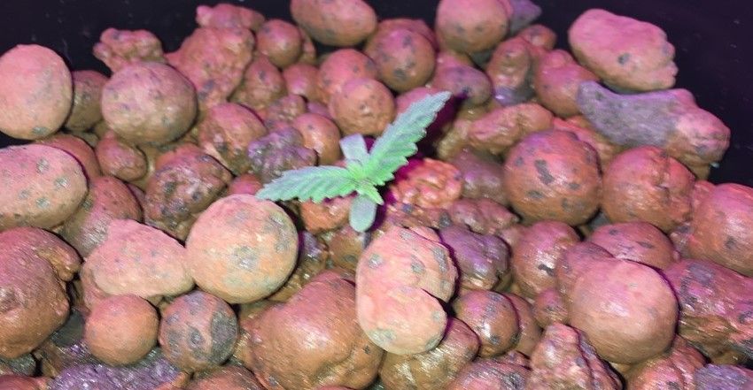 VeloxTrade's tweet photo. Muffybunny Grows Blueberry Autos In DWC And Coco Coir
https://t.co/AwsUeNkxBL #cannabisgrower https://t.co/lJm8N8d0SK