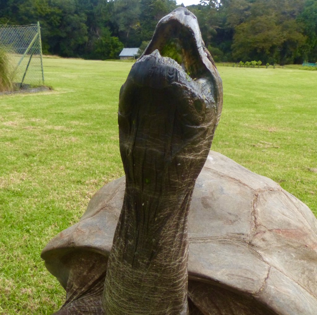 lisahonan07's tweet photo. We don't know when Jonathan's birthday is, but 2019 means he is at least 188 years old.
How?
He was fully grown when he arrived on St Helena in 1869.
Tortoises are 50 years old fully grown
The oldest land animal in the world and he's in my back garden
Happy Birthday!
@NatGeo https://t.co/T3ZmiDXxK3