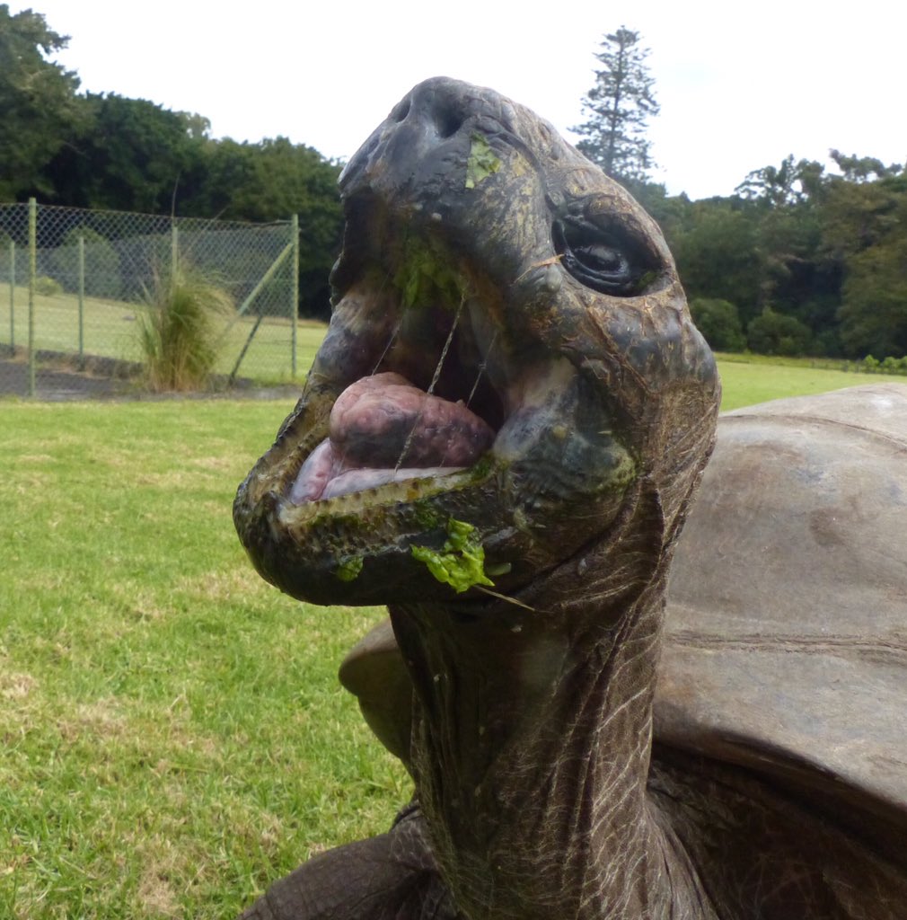 lisahonan07's tweet photo. We don't know when Jonathan's birthday is, but 2019 means he is at least 188 years old.
How?
He was fully grown when he arrived on St Helena in 1869.
Tortoises are 50 years old fully grown
The oldest land animal in the world and he's in my back garden
Happy Birthday!
@NatGeo https://t.co/T3ZmiDXxK3
