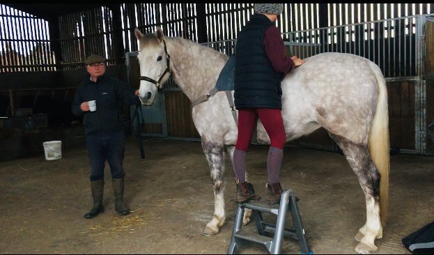 LizzieBlamire's tweet photo. Mamiegrey enjoying a treatment from #equinego im 42 this year and I’ve never had a massage!! 🤷♀️ Horses first! #hollybushfarm #purefeed #moodymaresequestrian https://t.co/yYpugSihYs