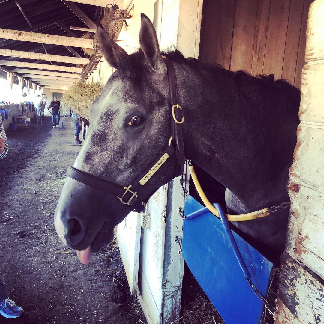 Another game second for NTR’s Landofthepharaohs!  He was second best again today after a perfect trip from @James_D_Graham!  Here’s his reaction after @TomAmossRacing told him he should’ve won! We ❤️this colt! #KnockingOnTheDoor #CairoPrince