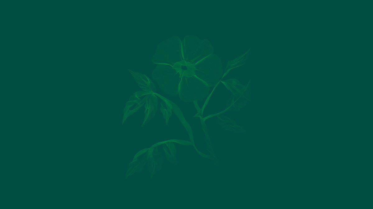 Floral forms depicted in elegant linear designs by Rutger Groothedde, made using <a href="/Photoshop/">Adobe Photoshop</a> and <a href="/Illustrator/">Adobe Illustrator</a>: adobe.ly/2VKnivT
