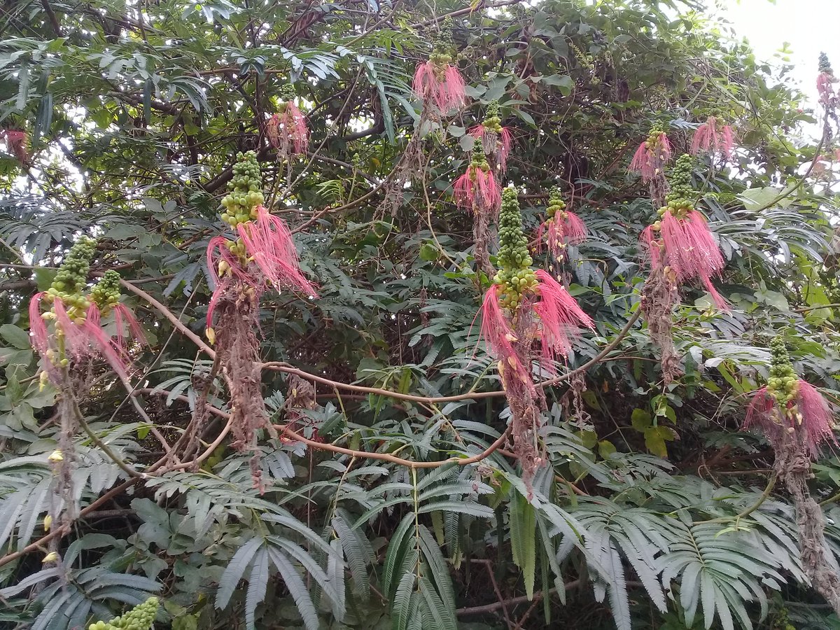 saduc3's tweet photo. Un dia de paseo por los dulces caminos.....asi es Xiquila, Huejutla, Hidalgo. https://t.co/LJfg09tYMT
