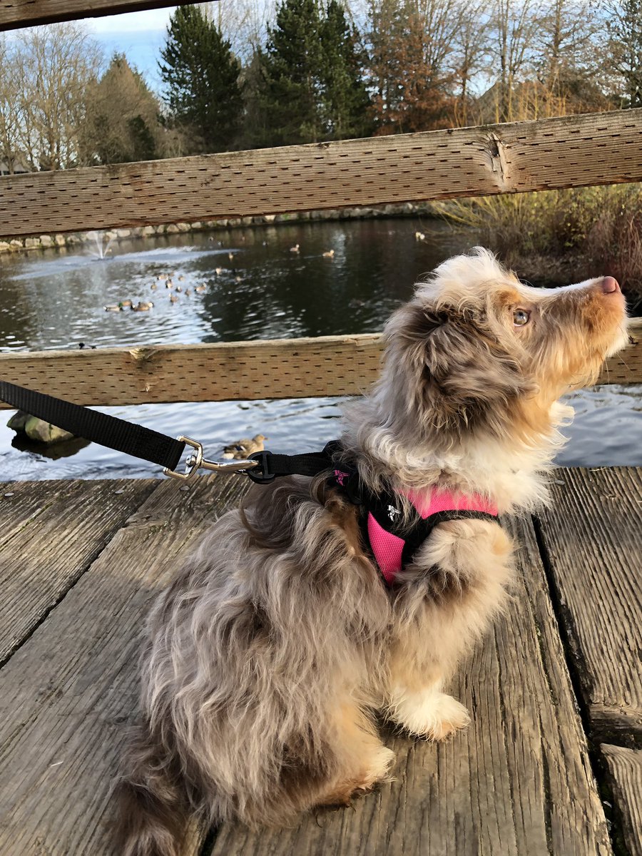 Amber_chasteen's tweet photo. Winnie’s first real walk today 😍 her little harness, I can’t handle it 😭 https://t.co/hxwBVNLGuK