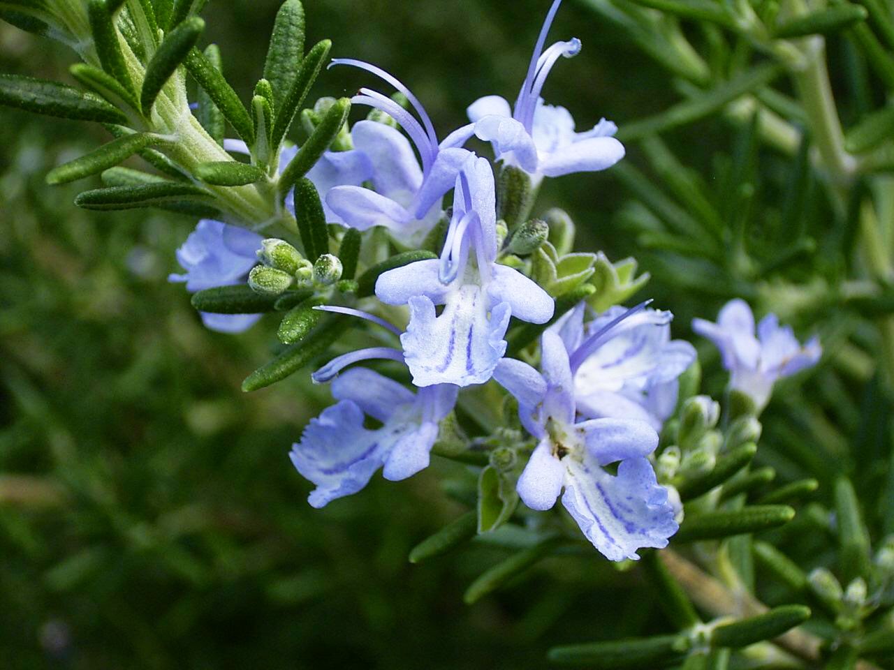 もも おはようございます 1 13誕生花 ローズマリー 花言葉 変わらぬ愛 別名マンネンロー ハーブでお馴染みシソ科の常緑低木 古代ローマでは海の雫という意味で呼ばれ 冬でも緑色なので万年朗の字で表されます 血管を強くし新陳代謝を促進