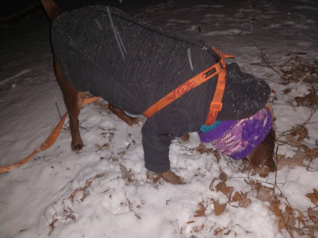 D_Jane_Co's tweet photo. #sewing #upscale #pupscale #cold #snow #night #flash #crochet #yarn #handmade #handmadecrochet #scarf #crochetgirlgang #haken #DieselJane #DeeDee #DeedleDee #LabPitt #LabPittMix #Lab #Pitt #Doghter #DoggieDaughter #rescuedog #pitbulladvocate  #adoptdontshop #dog #pup #ilovemydog https://t.co/DySskk73W9