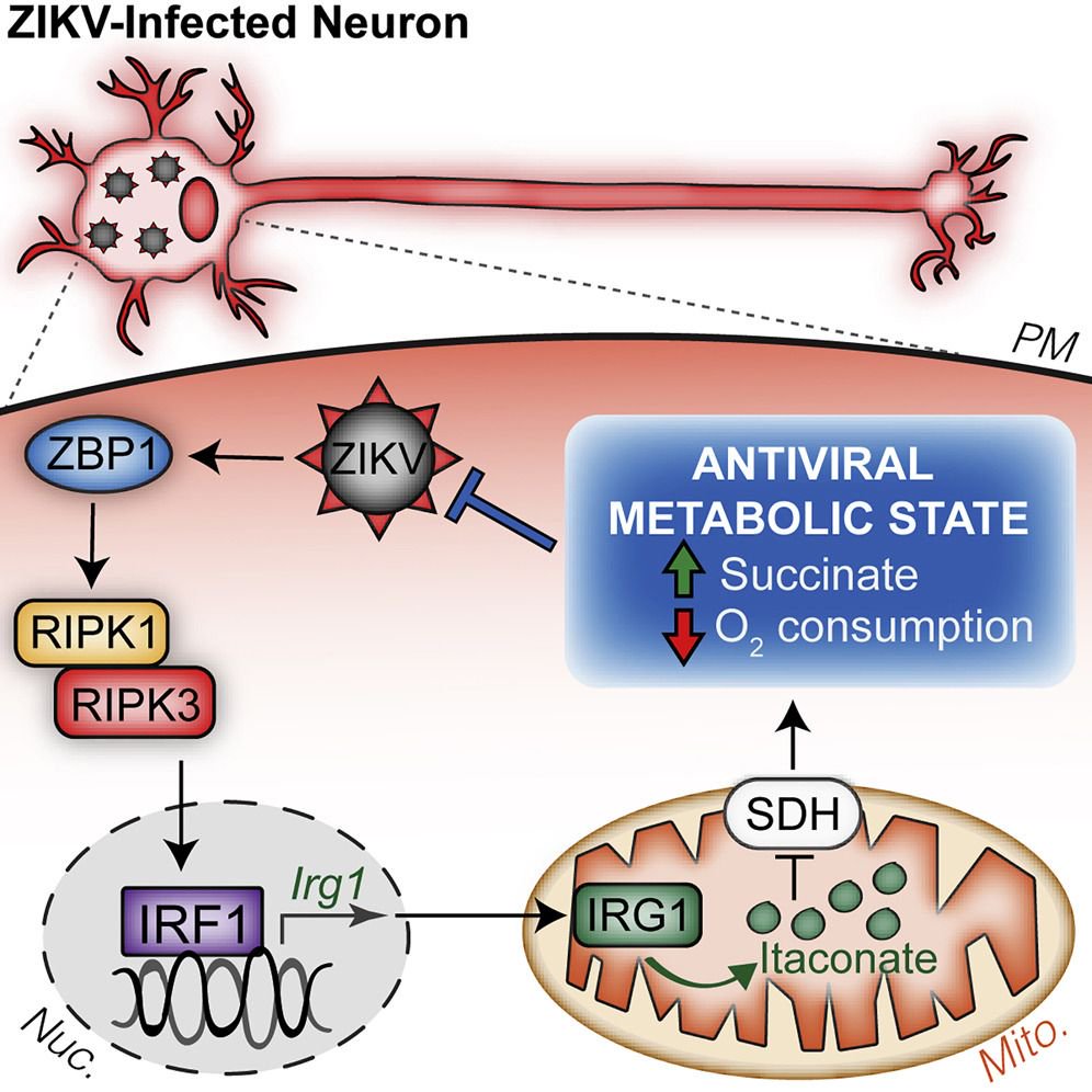 mmw_lmw's tweet image. #Metabolic_ReProgramming in Neurons | Nuceotide sensor ZBP1 and Kinase RIPK3 promotes an #AntiViral Metabolic State | Andrew Oberst @UW @ImmunityCP buff.ly/2MdjXBn